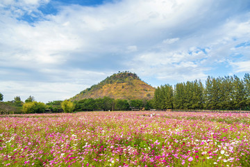 Fototapeta premium beautiful cosmos flowers field with mountain background