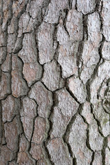 Tree bark texture rough.