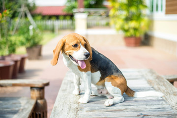 Portrait cute beagle puppy dog sitting at the table