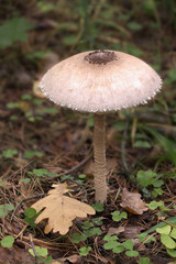 Parasol mushroom
