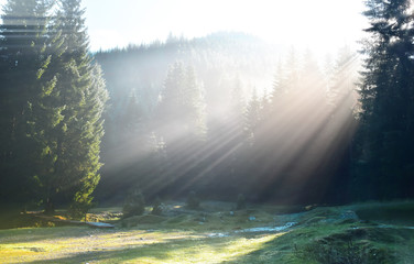 Autumn forest, sun beam