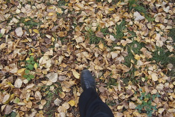 Осение листья