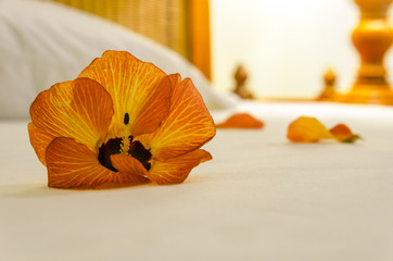 Maldivian flower petals on the bed in the bedroom.