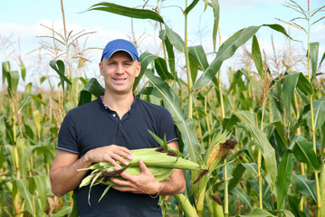 gathering corn on field © JENOCHE