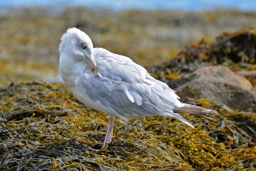 Goéland, lissage de plumes