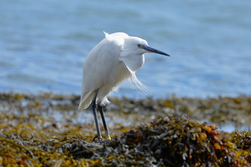 Aigrette
