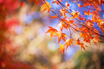 red maple leaf in autumn season