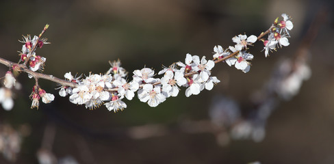 apricot flowers on the tree