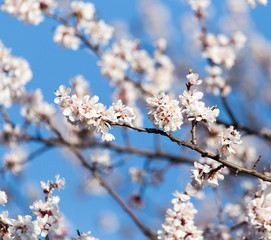 apricot flowers on the tree
