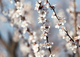 apricot flowers on the tree