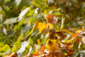 autumn leaves in nature