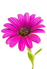Obraz premium Osteospermum Daisy or Cape Daisy Flower Flower