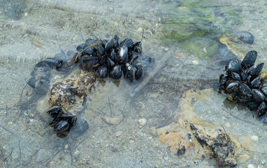 Moules accrochées au rocher