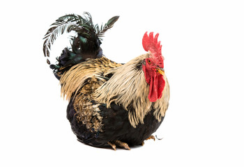 rooster
