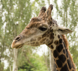 Giraffe at the zoo