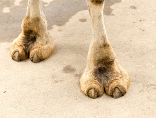 foot camel