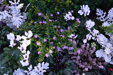 Herbstpflanzen blühen auf dem Friedhof