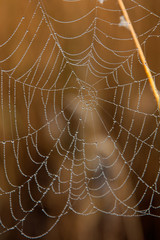 Waterdrops on the spider web