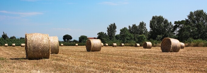 hay,bale,field,wheat,italy