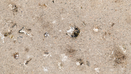 pigeon droppings
