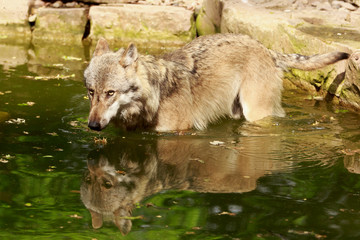 Fototapeta premium Wolf im Wasser