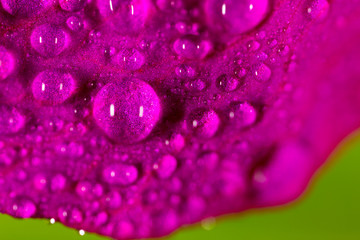 water drops on a pink flower in nature. close