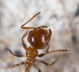 ant in nature. super macro