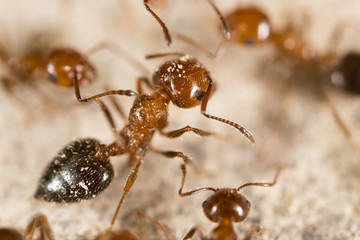 ant in nature. super macro