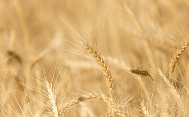 ears of wheat on the nature