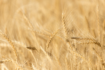 ears of wheat on the nature