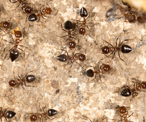 ants on the ground. close