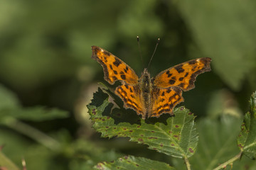 Obraz premium C-Falter (Polygonia c-album)