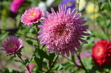 Sommerastern blühen bunt im Garten