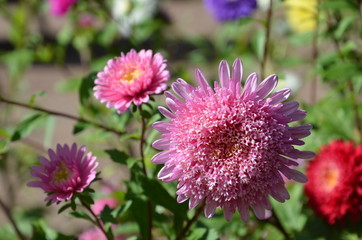 Obraz premium Sommerastern blühen bunt im Garten