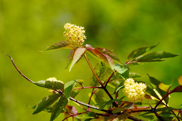Fototapeta premium Red elder or elderberry (sambucus) in bloom. Nice branch.
