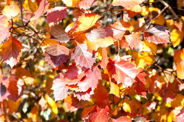 Red leaves