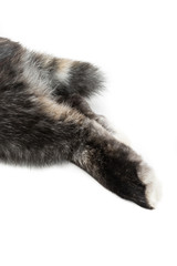 Fototapeta premium Hasenpfote