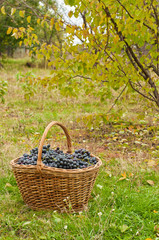 Fototapeta na wymiar Wine grapes