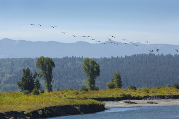 Flock of geese flying over Buffalo Fork River, Moran, Wyoming.