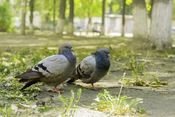 Pair of doves standing on the ground, two doves