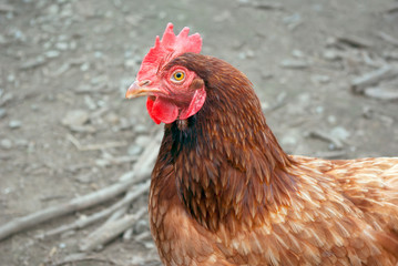 chicken brown closeup gray background