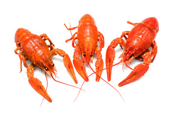 Photo of  three boiled crayfish