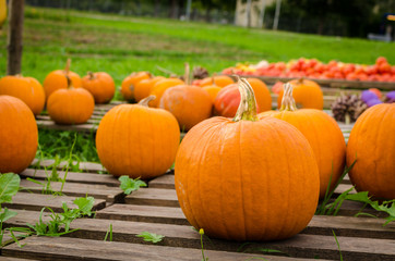 pumpkins on pallets