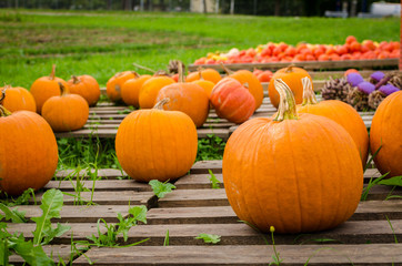 pumpkins on pallets