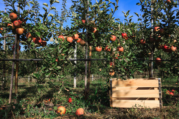 Apple trees and a box for fruits