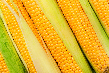 Stacked near peeled corn cobs diagonally