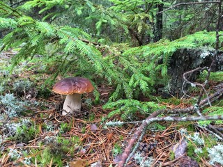 White mushroom (boletus) under the tree.