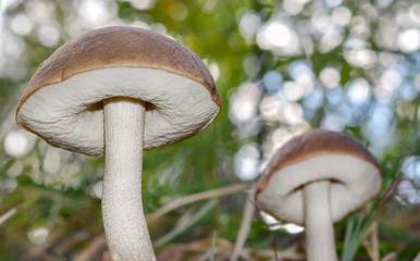 Большие  грибы среди травы в лесу. Вид снизу.