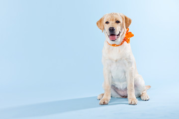 Labrador puppy