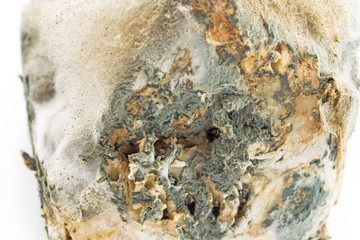 Moldy pork fat close up